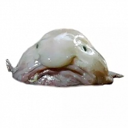 BolSomLobY