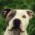 Pitbul