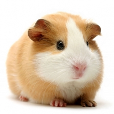 Kokosnik